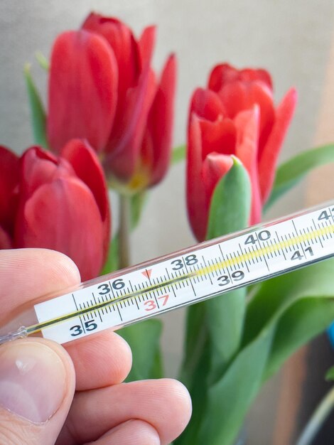 Männliche Hand hält analoges medizinisches Thermometer zur Temperaturkontrolle auf Frühlingshintergrund mit roten Tulpenblüten