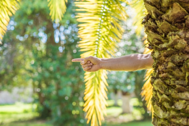 Männliche Hand mit Zeigefinger nach rechts hinter einer Palme