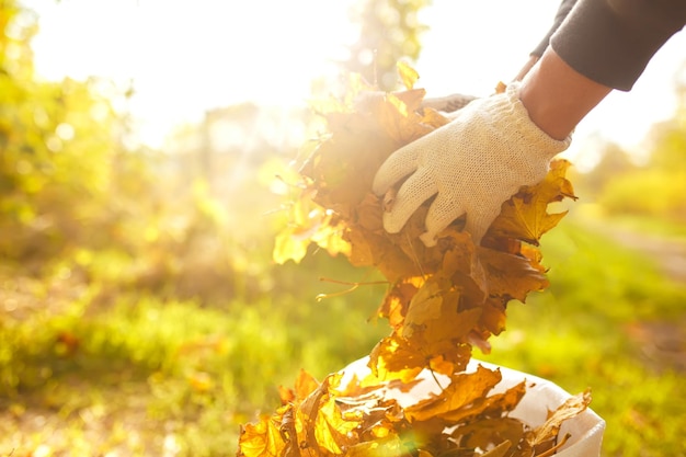 Männliche Hand sammelt und stapelt gefallene Herbstblätter in einen großen Sack Reinigungsservice-Konzept.