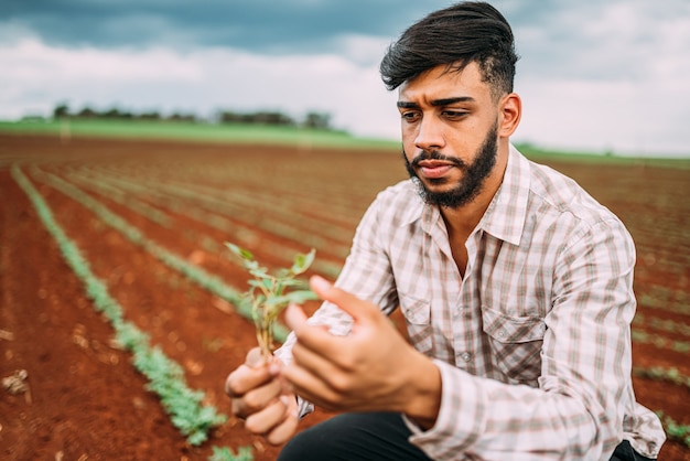 Männliche Landarbeiterhand, die grüne frische reife Bio-Erdnuss erntet.