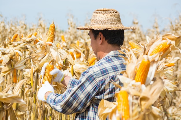 Männliche Landwirtarbeitskraft analysieren Zuckermais-Pfeiler auf dem Gebiet