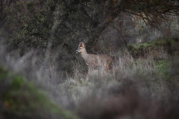 Männliche Rehe im Wald