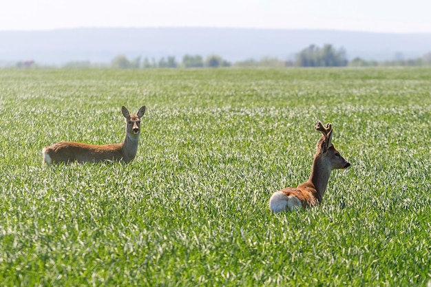 Männliche Rehe und weibliche Rehe im Weizenfeld. Wildtiere der Rehe.