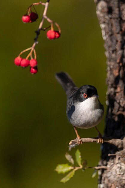 Männliche Sardengrasmücke Sylvia Melanocephala Malaga Spanien