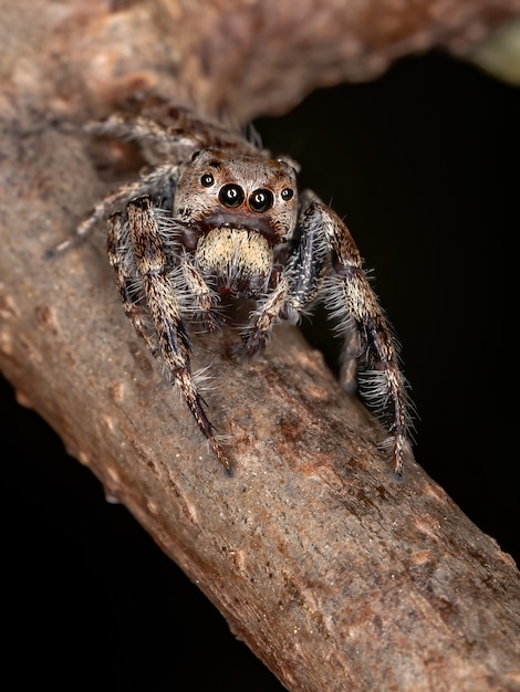 Männliche springende Spinne der Gattung Metaphidippus