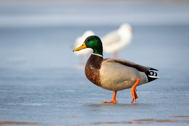 Männliche Stockente, die auf Eis auf gefrorenem Fluss im Winter bei Sonnenaufgang geht