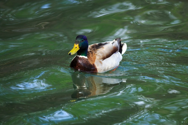 Männliche Stockente im Teich