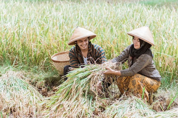 Männliche und weibliche asiatische Bauern hocken beim Ernten von Reispflanzen in den Reisfeldern