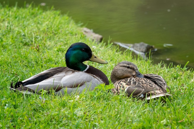 Männliche und weibliche Enten, die im grünen Gras sitzen
