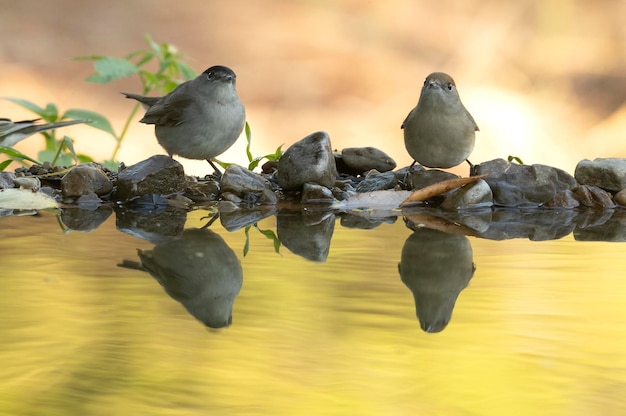 Männliche und weibliche Whitethroat trinken an einer natürlichen Wasserstelle in einem mediterranen Wald