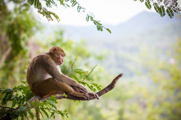 Männlicher Affe, der auf einem Tamarinniederlassungs- und -gebirgshintergrund sitzt.