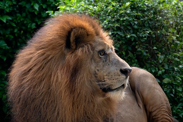 Männlicher afrikanischer Löwe in Gefangenschaft