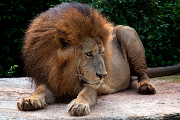 Männlicher afrikanischer Löwe in Gefangenschaft