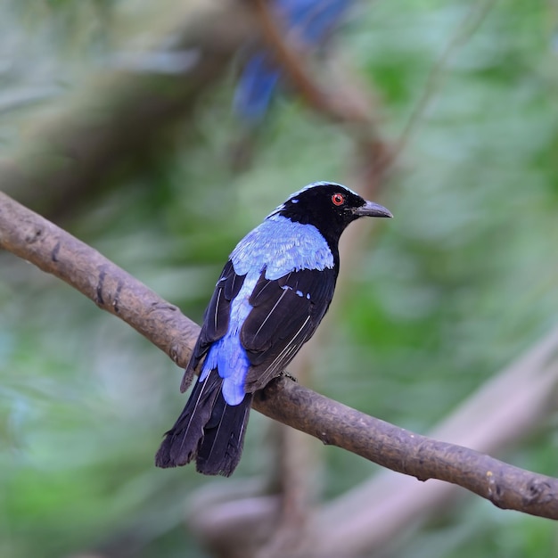 Männlicher asiatischer Feenblauvogel