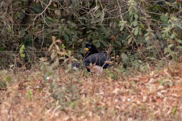 Männlicher ausgewachsener Bare-faced Curassow der Art Crax fasciolata