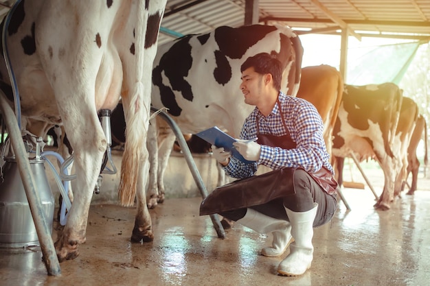 Männlicher Bauer arbeitet und überprüft sein Vieh in der Molkerei Landwirtschaftsindustrie Landwirtschafts- und Tierhaltungskonzept Kuh auf Molkerei, die Heu frisst Kuhstall