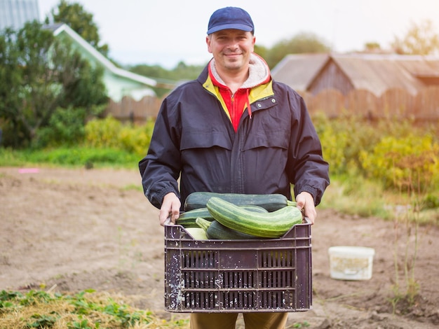 Männlicher Bauer, der einen Korb mit Zucchini hält, der Bauer erntete Zucchini