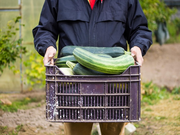 Männlicher Bauer, der einen Korb mit Zucchini hält, der Bauer erntete Zucchini