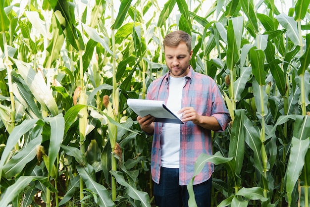 Männlicher Bauer, der Pflanzen auf seiner Farm überprüft. Agribusiness-Konzept, Agraringenieur, der mit einem Tablet in einem Maisfeld steht, schreibt Informationen. Agronom inspiziert Getreide, Pflanzen.