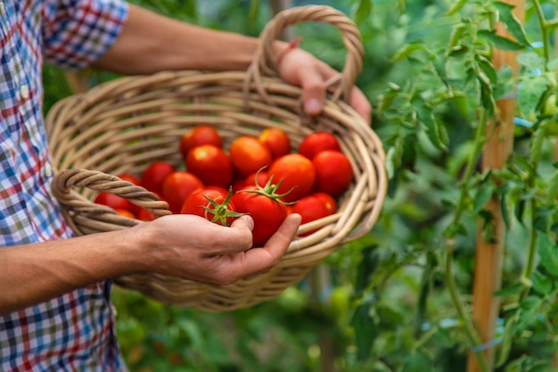 Männlicher Bauer erntet Tomaten im Garten Selektiver Fokus