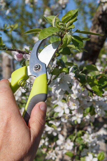 Männlicher Bauer mit Gartenschere schert Äste des Apfelbaums