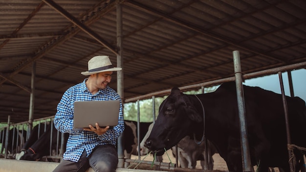 Männlicher Bauer mit Laptop, der sein Vieh und die Qualität der Milch in der Milchfarm überprüft Landwirtschaftsindustrie Landwirtschafts- und Tierhaltungskonzept Kuh auf der Milchfarm, die Heu frisstKuhstall