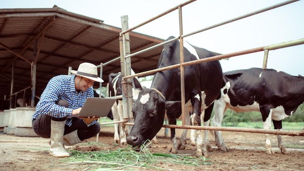 Männlicher Bauer mit Laptop, der sein Vieh und die Qualität der Milch in der Milchfarm überprüft Landwirtschaftsindustrie Landwirtschafts- und Tierhaltungskonzept Kuh auf der Milchfarm, die Heu frisstKuhstall