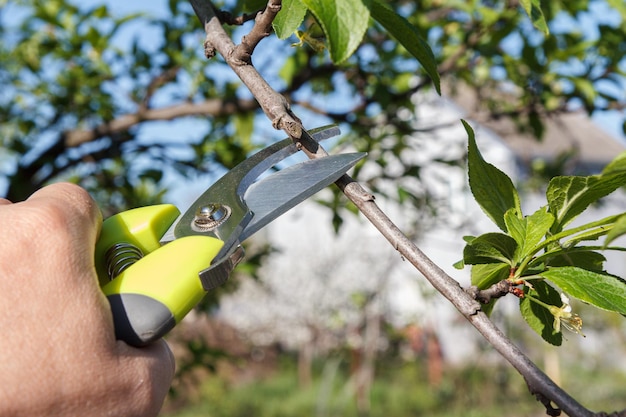 Männlicher Bauer mit Pruner schert die Zweige des Pflaumenbaums