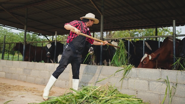 Männlicher Bauer Pitching Heu zu den Rindern in der Scheune auf Molkerei Agrarindustrie Landwirtschaft und Tierhaltung Konzept Kuh auf Molkerei Essen Heu Kuhstall