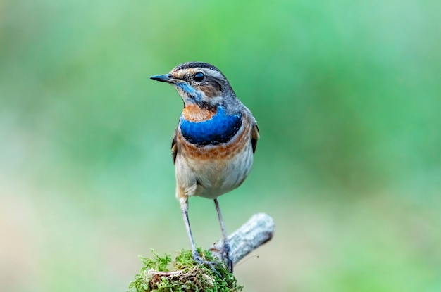 Männlicher Bluethroat, der auf Ast, Thailand hockt