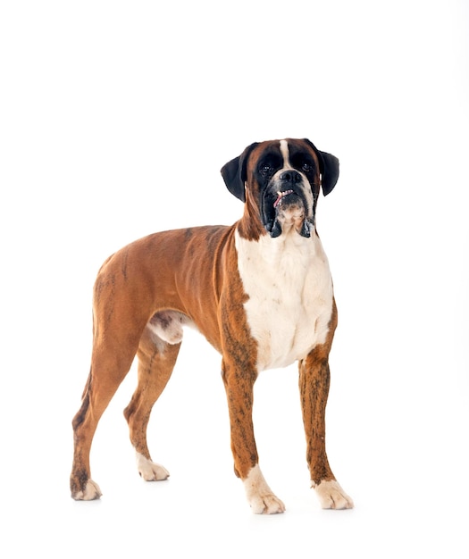 männlicher Boxer vor weißem Hintergrund