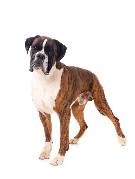 männlicher Boxer vor weißem Hintergrund