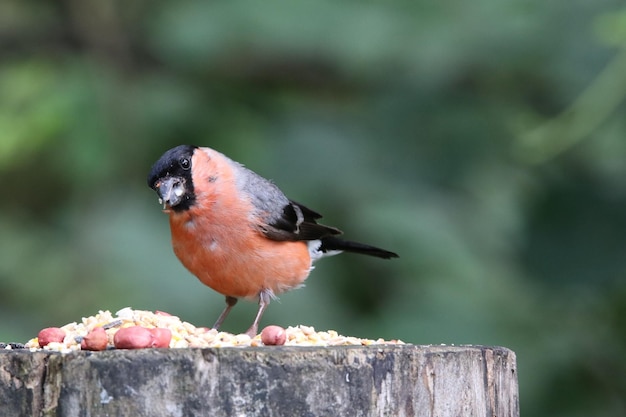 Männlicher Dompfaff füttert im Wald