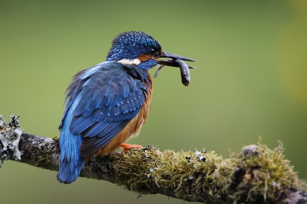 Männlicher Eisvogel auf einer moosigen Stange, die Fische für seine Küken fängt.