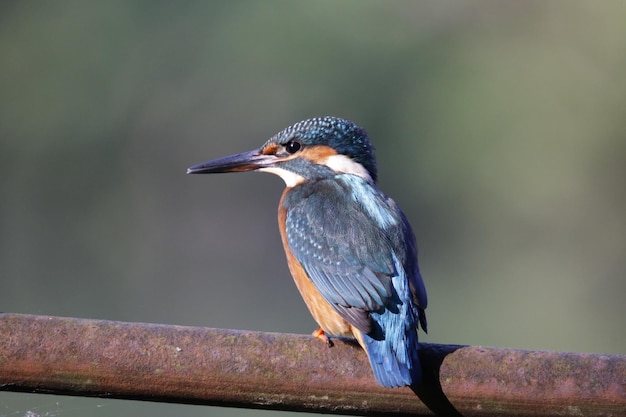 Männlicher Eisvogel, der am Seeufer fischt