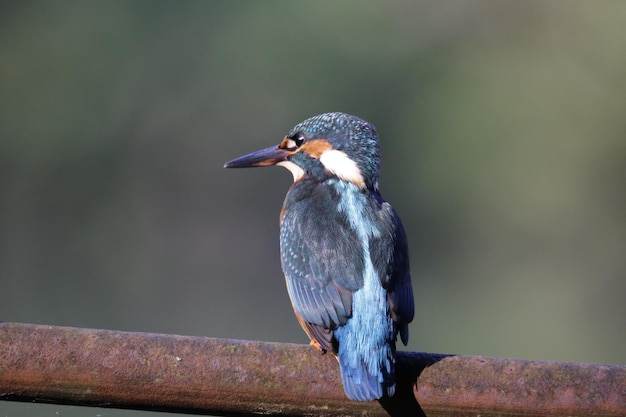 Männlicher Eisvogel, der auf dem Seeufer fischt