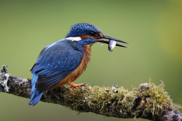 Männlicher Eisvogel, der Fische von einer moosigen Stange fängt