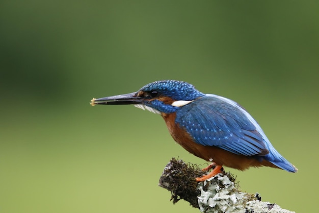 Männlicher Eisvogel, der Fische von einer moosigen Stange fängt