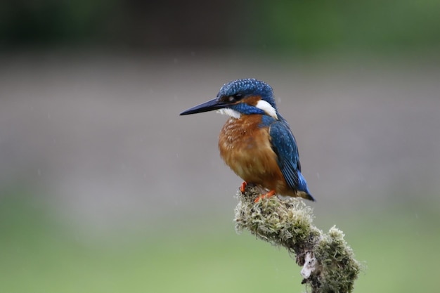 Männlicher Eisvogel, der nach Fischen von einem moosigen Zweig jagt