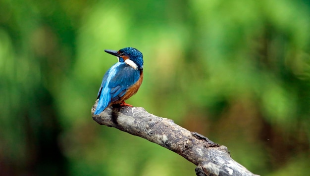 Männlicher Eisvogel thront auf einem moosigen Ast