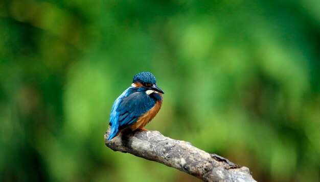 Männlicher Eisvogel thront auf einem moosigen Ast