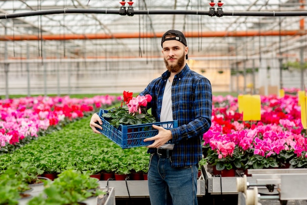 Männlicher Florist mit einer Schachtel Alpenveilchen in seinen Händen. Rosa Alpenveilchenpflanzen in Töpfen. Gartenarbeit und Floristik. Arbeiten mit Blumen und Pflanzen