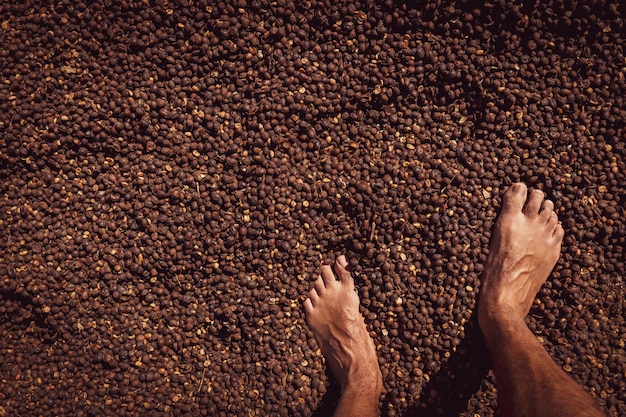 Männlicher Fuß auf trockenem Kaffeesamen, Konzeptfarmbild