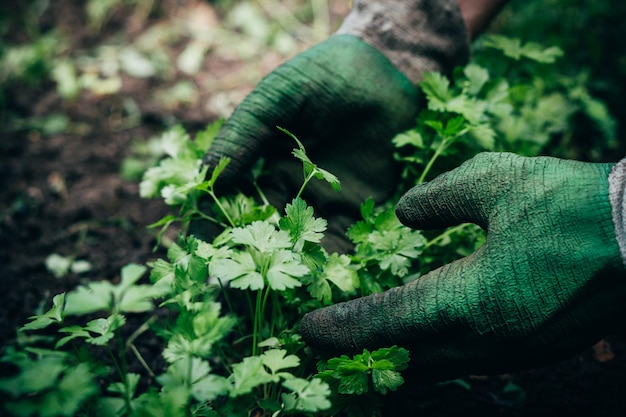 Männlicher Gärtner behandelt ein Gartenbett mit Petersilie, die im Garten wächst