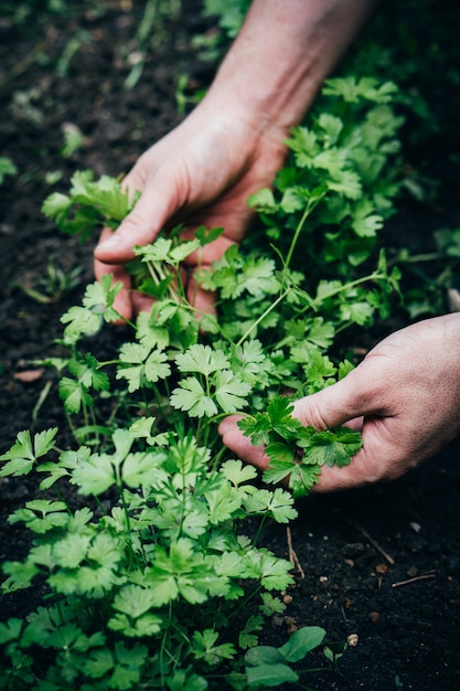 Männlicher Gärtner behandelt ein Gartenbett mit Petersilie, die im Garten wächst