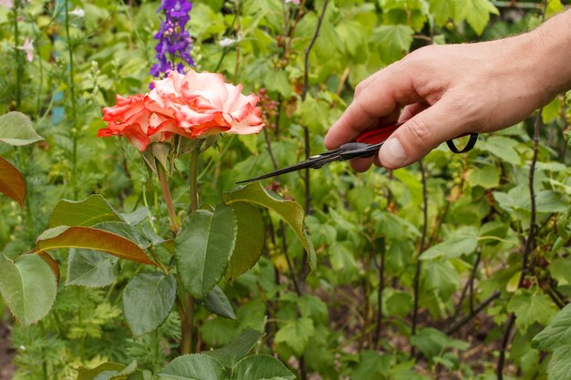 Männlicher Gärtner kümmert sich um den Garten. Mann mit Gartenschere, die rote Rosenblume schert.