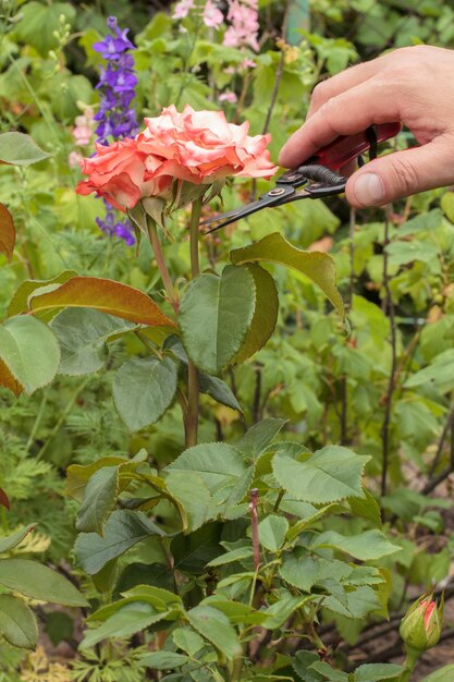 Männlicher Gärtner mit Gartenscheren-Rosenblume