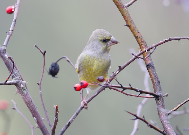 Männlicher Grünfink auf einem Zweig gegen rote Beeren eines Weißdorns