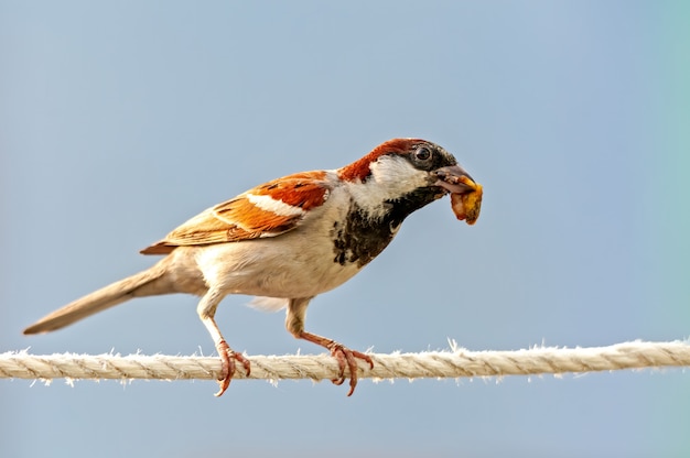 Männlicher Haussperling mit Nahrung in seinem Schnabel