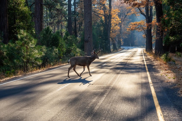 Männlicher Hirsch, der über die von Bäumen umgebene Panoramastraße läuft